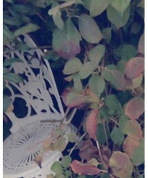 INGNI | ニット/セーター