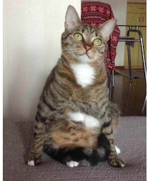 ねこかいたい | 雑貨/ホビー