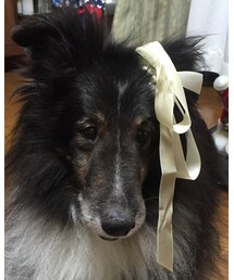 わんこ | その他