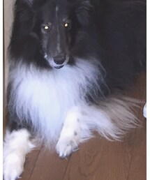 わんこ | その他