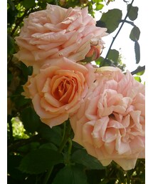 薔薇(その他)