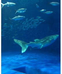 水族館🐠 | その他