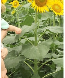 西松屋 | Tシャツ/カットソー