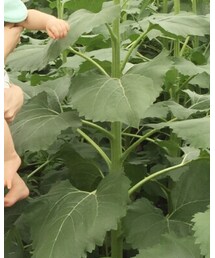 西松屋 | その他パンツ