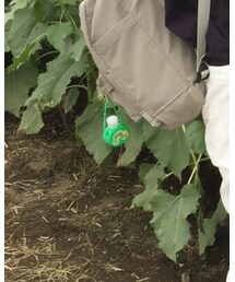 Samansa Mos2 | シャツ/ブラウス