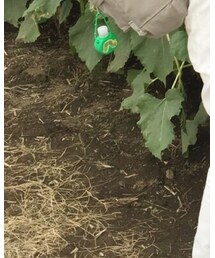 Fjallraven Kanken | バックパック/リュック