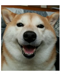 ポポ | その他