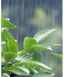 梅雨はおしゃれの季節 | その他