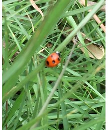 📸これ分かる？…テントウ虫📸 | その他
