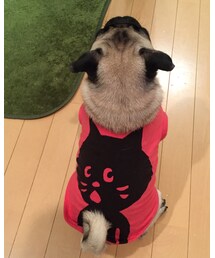 パグ | その他