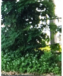 UNIQLO | その他パンツ