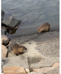 ヌートリア | その他