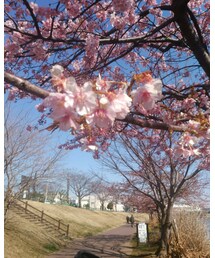 河津桜🌸鑑賞 | その他