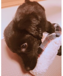 kico🐶❤️ | その他