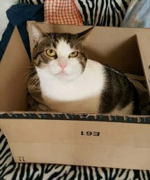 😸📦 | その他