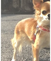 ネル様 | その他