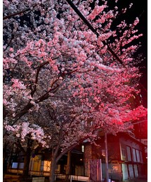 桜 | その他