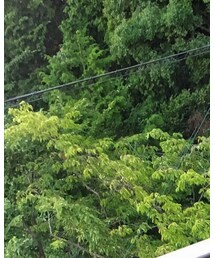 planronics | スマホグッズ