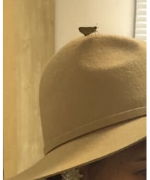 時々蝶々のっかります | その他