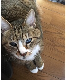 ソックスを履いた猫 | その他