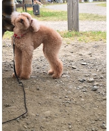 脚長で羨ましい限りです | その他