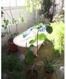 バスタブ | その他