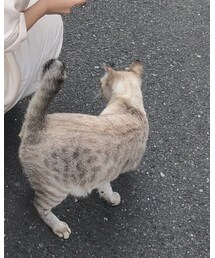川越にいた可愛い猫ちゃん | その他