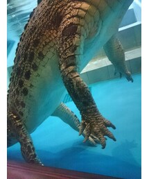 ワニの生足かわいい | NIFRELにて。(肌着)