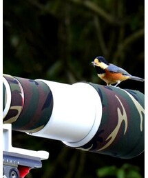 ヤマガラ | その他