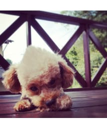 愛犬ショコラ | その他