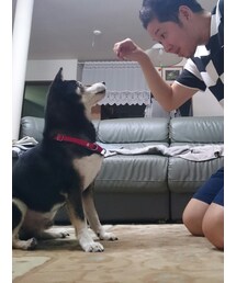 おやつだよ♪ | このときだけはよく言うこと聞く犬(その他)