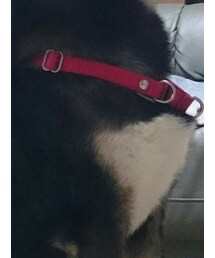 首輪 | アクセサリー