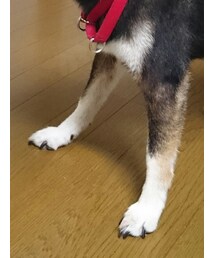 白ソックス | 毎日穿いてます!(レッグウェア)