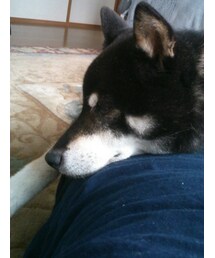 人の腿をクッションにする犬 | その他