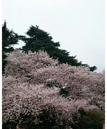 桜in新宿御苑 | (その他)