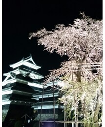 松本城の夜桜 | (その他)