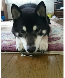 モノトーン | その他