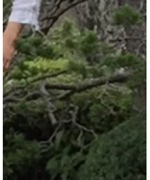 Simplicite | シャツ/ブラウス