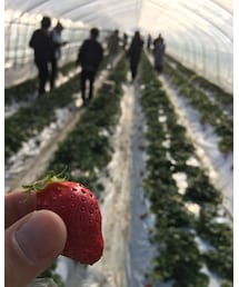 いちご狩り | その他