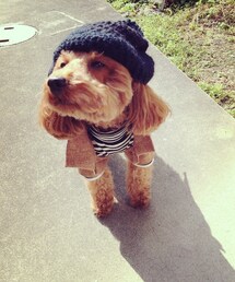 日差しが眩しくて目を細めるパコ | その他