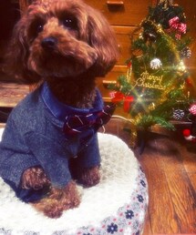 パコとツリー | その他