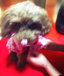 手作り | 着付け中(浴衣)