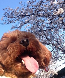 桜とパコ | その他