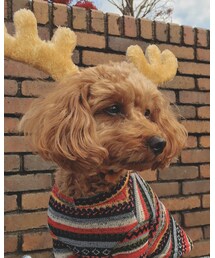 トナカイさん | その他