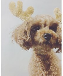 DAISO | カチューシャ