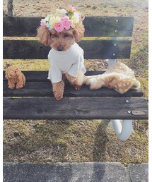 ダイソー | その他ヘアアクセサリー