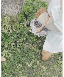 DAISO | かごバッグ