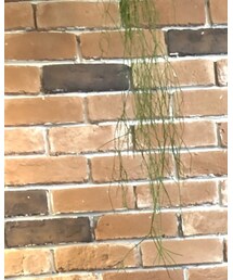 patagonia | キャップ