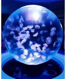 江ノ島水族館✨ | その他