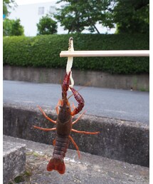 ザリガニ釣り | その他